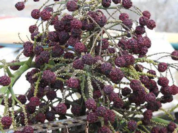 Well_Watered_Hybrid_Rudraksha__Plant_&_Tree_For_Home_Garden_(1.5-3.5_Ft_Hight)_Pack_Of_1