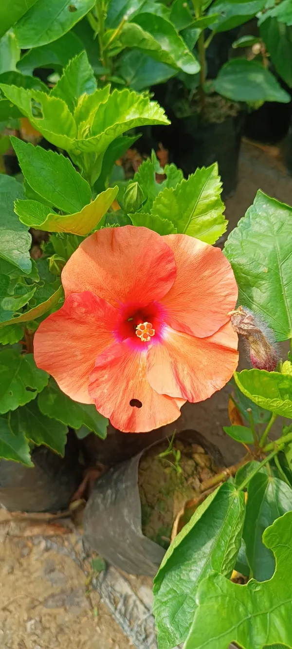 Well_Watered_Orange_Color_Hibiscus__Flower_Plant_&_Tree_(1.5-3.5_Ft_Height)_From_Greenery_Nursery®_Pack_Of_1