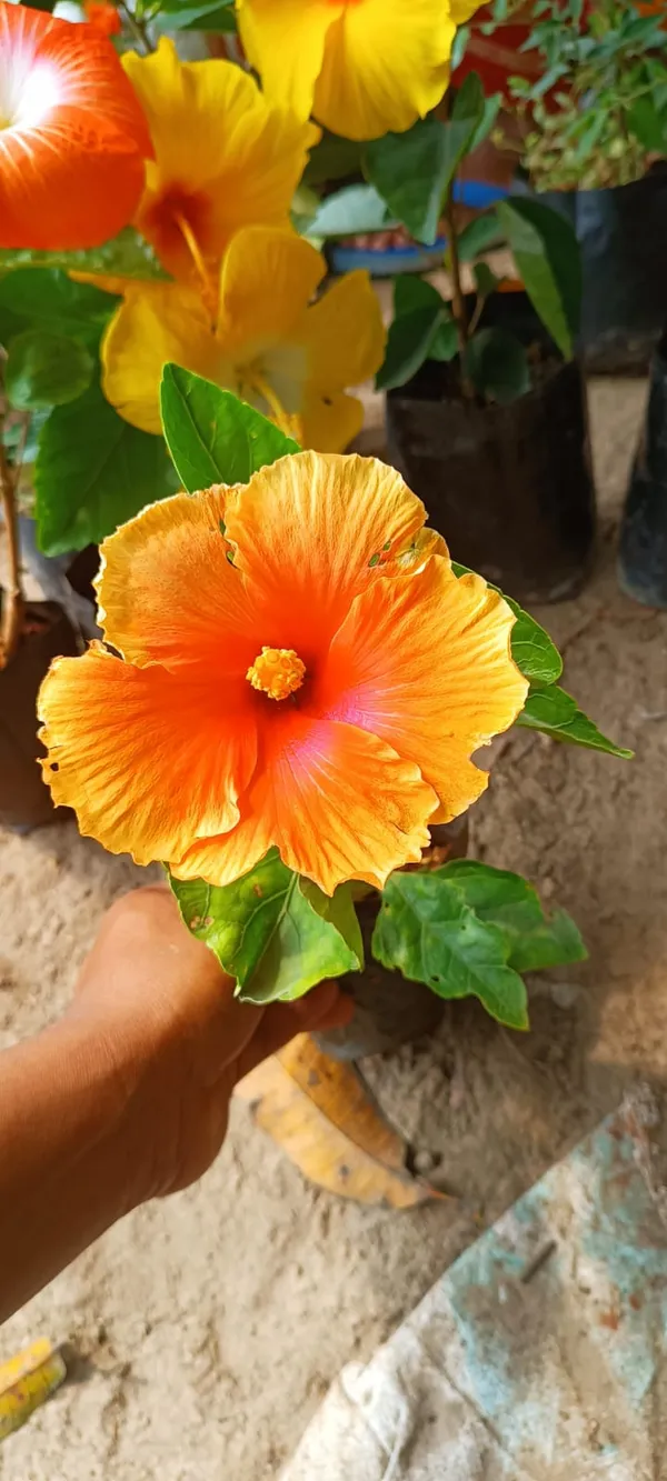 Well_Watered_Orange_Color_Hibiscus__Flower_Plant_&_Tree_(1.5-3.5_Ft_Height)_From_Greenery_Nursery®_Pack_Of_1