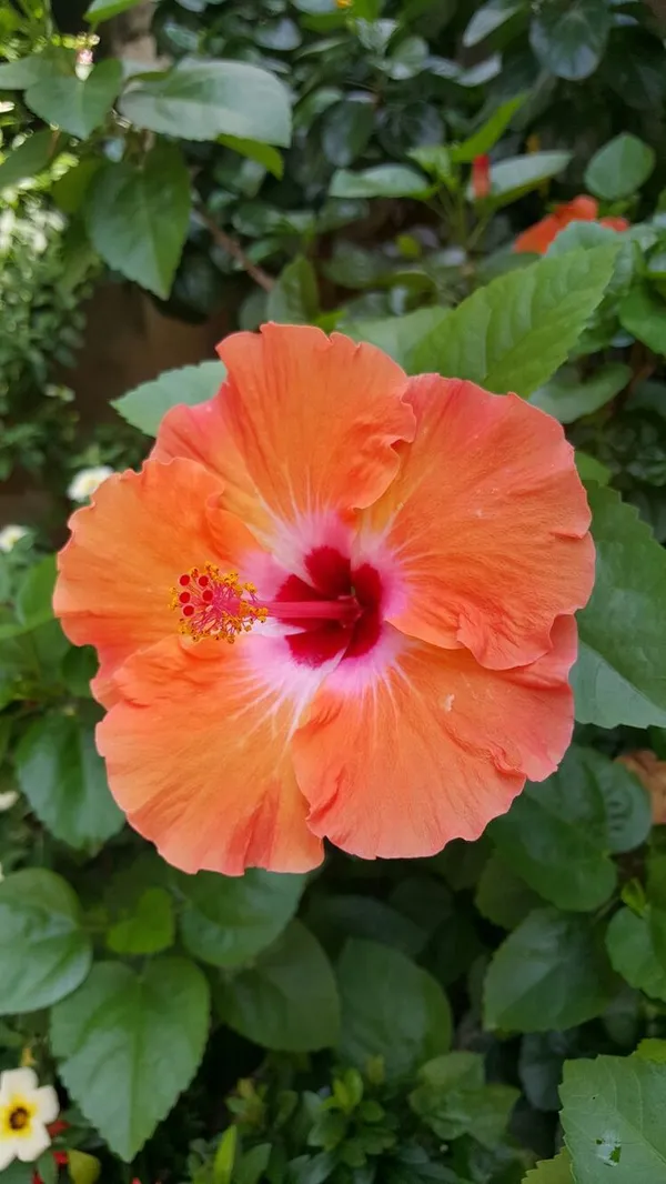 Well_Watered_Orange_Color_Hibiscus__Flower_Plant_&_Tree_(1.5-3.5_Ft_Height)_From_Greenery_Nursery®_Pack_Of_1