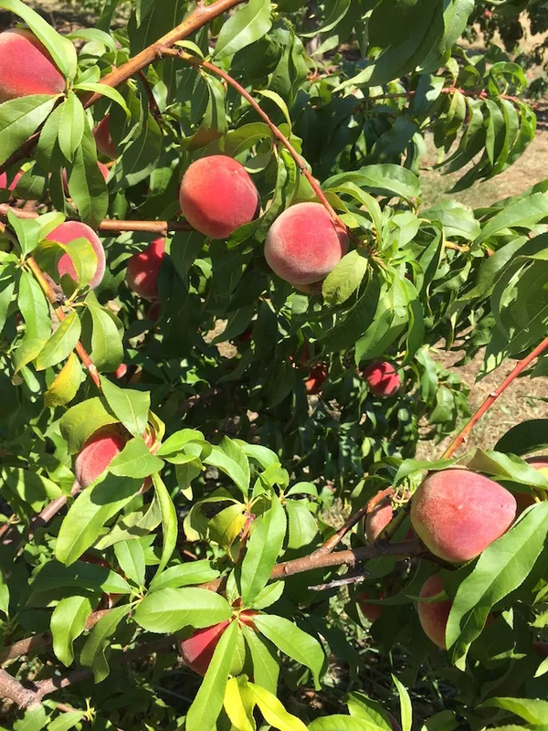 Well_Watered_Peach_Ready_To_Fruit_Plant_&_Tree_(1.5-3.5_Ft_Height)_From_Greenery_Nursery,_Pack_Of_1