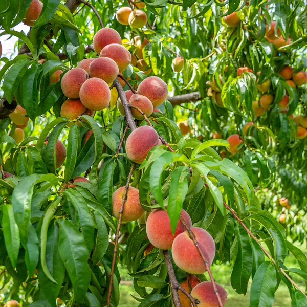 Well_Watered_Peach_Ready_To_Fruit_Plant_&_Tree_(1.5-3.5_Ft_Height)_From_Greenery_Nursery,_Pack_Of_1