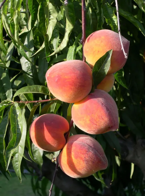 Well_Watered_Peach_Ready_To_Fruit_Plant_&_Tree_(1.5-3.5_Ft_Height)_From_Greenery_Nursery,_Pack_Of_1