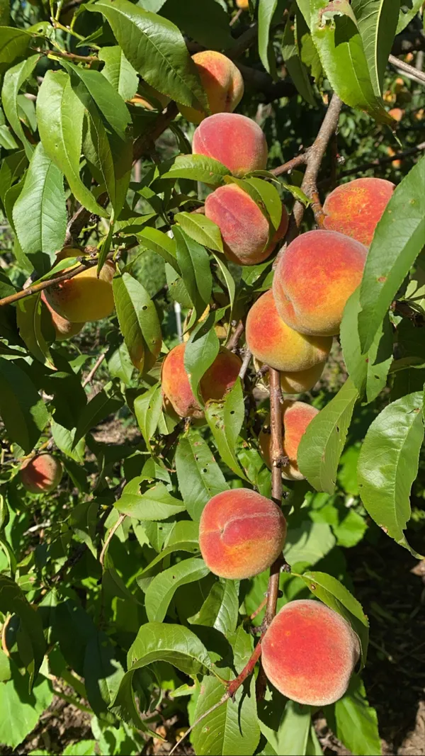 Well_Watered_Peach_Ready_To_Fruit_Plant_&_Tree_(1.5-3.5_Ft_Height)_From_Greenery_Nursery,_Pack_Of_1