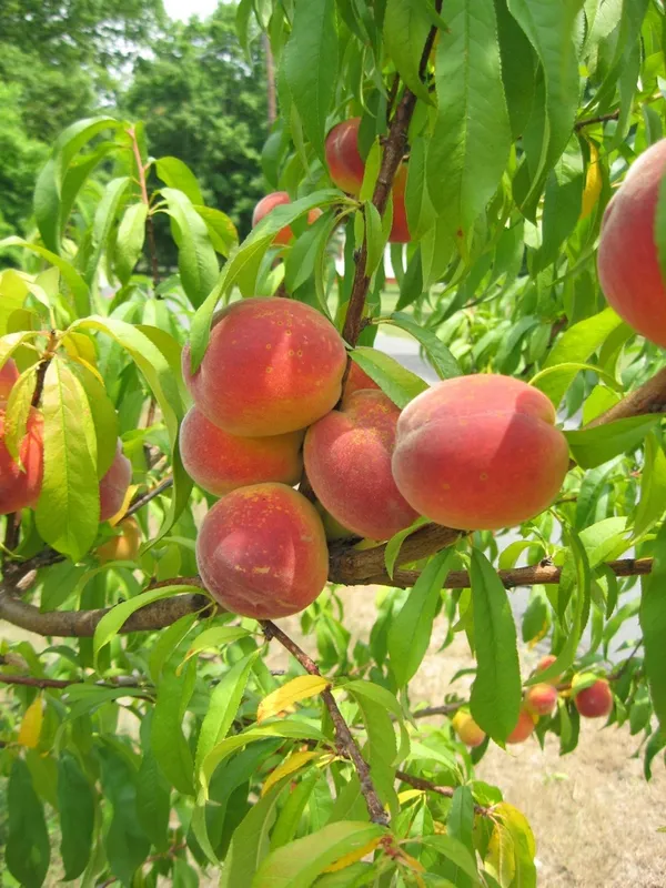 Well_Watered_Peach_Ready_To_Fruit_Plant_&_Tree_(1.5-3.5_Ft_Height)_From_Greenery_Nursery,_Pack_Of_1