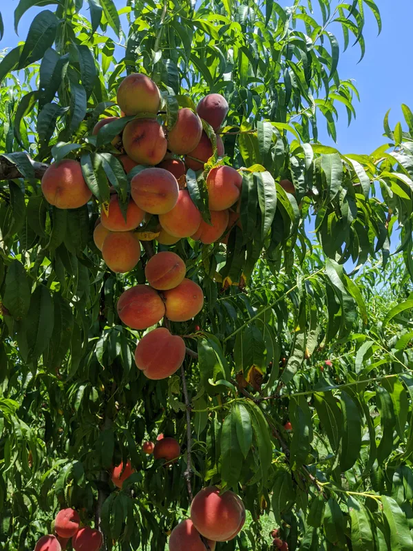 Well_Watered_Peach_Ready_To_Fruit_Plant_&_Tree_(1.5-3.5_Ft_Height)_From_Greenery_Nursery,_Pack_Of_1