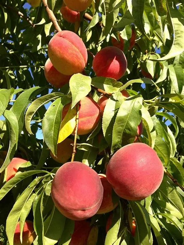 Well_Watered_Peach_Ready_To_Fruit_Plant_&_Tree_(1.5-3.5_Ft_Height)_From_Greenery_Nursery,_Pack_Of_1