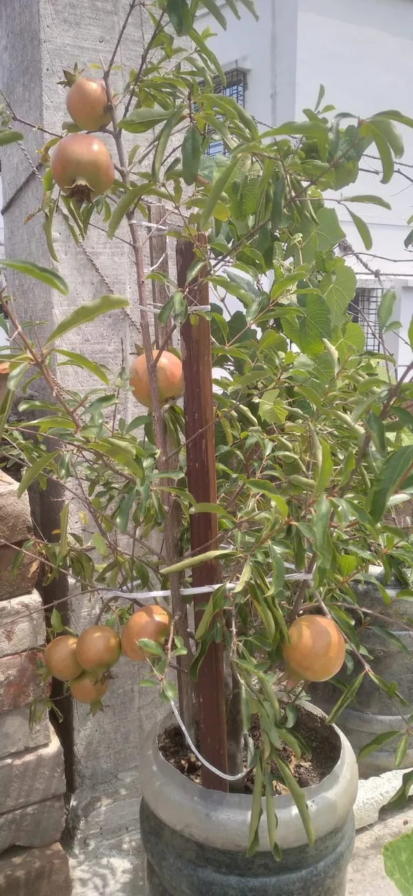 Well_Watered_Pomegranate_Healthy_Fruit_Plant_&_Tree_(1.5-3.5_Ft_Height)_For_Garden,_Pack_Of_1