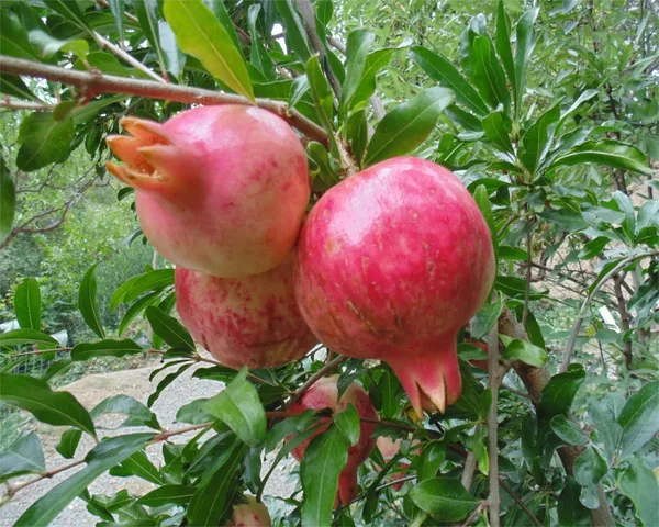 Well_Watered_Pomegranate_Healthy_Fruit_Plant_&_Tree_(1.5-3.5_Ft_Height)_For_Garden,_Pack_Of_1