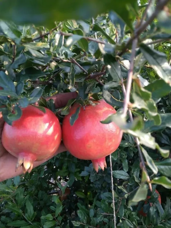 Well_Watered_Pomegranate_Healthy_Fruit_Plant_&_Tree_(1.5-3.5_Ft_Height)_For_Garden,_Pack_Of_1