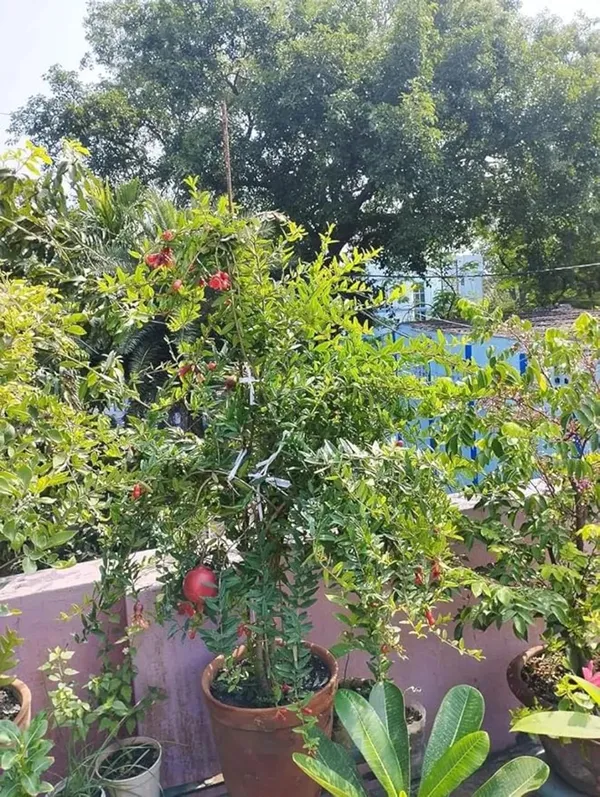 Well_Watered_Pomegranate_Healthy_Fruit_Plant_&_Tree_(1.5-3.5_Ft_Height)_For_Garden,_Pack_Of_1