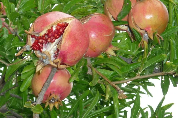 Well_Watered_Pomegranate_Healthy_Fruit_Plant_&_Tree_(1.5-3.5_Ft_Height)_For_Garden,_Pack_Of_1
