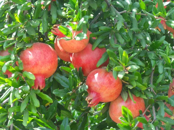 Well_Watered_Pomegranate_Healthy_Fruit_Plant_&_Tree_(1.5-3.5_Ft_Height)_For_Garden,_Pack_Of_1