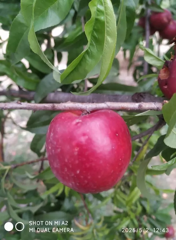 Well_Watered_Red_Peach_Plant_&_Tree_From_Greenery_Nursery_(1.5-3.5_Ft_Height)_For_Garden,_Pack_Of_1