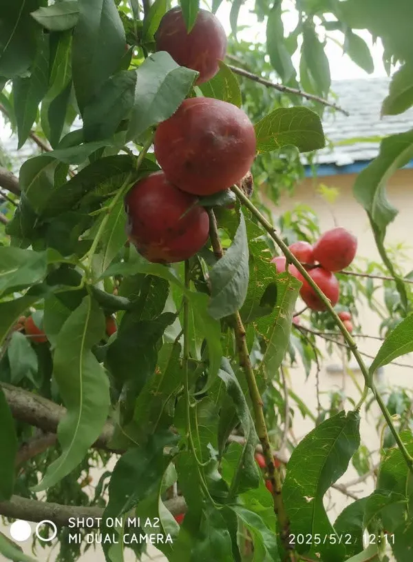 Well_Watered_Red_Peach_Plant_&_Tree_From_Greenery_Nursery_(1.5-3.5_Ft_Height)_For_Garden,_Pack_Of_1