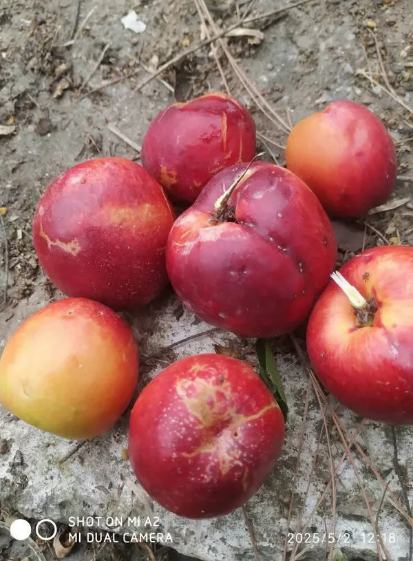 Well_Watered_Red_Peach_Plant_&_Tree_From_Greenery_Nursery_(1.5-3.5_Ft_Height)_For_Garden,_Pack_Of_1