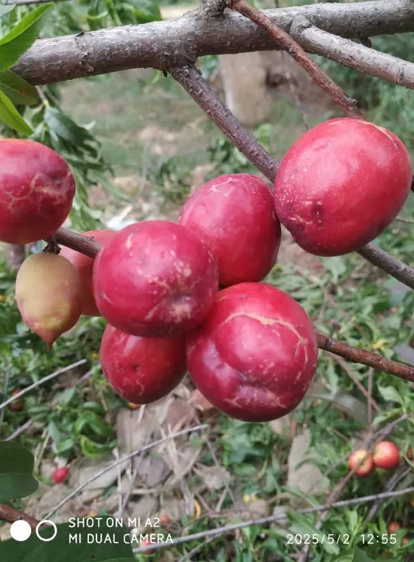 Well_Watered_Red_Peach_Plant_&_Tree_From_Greenery_Nursery_(1.5-3.5_Ft_Height)_For_Garden,_Pack_Of_1