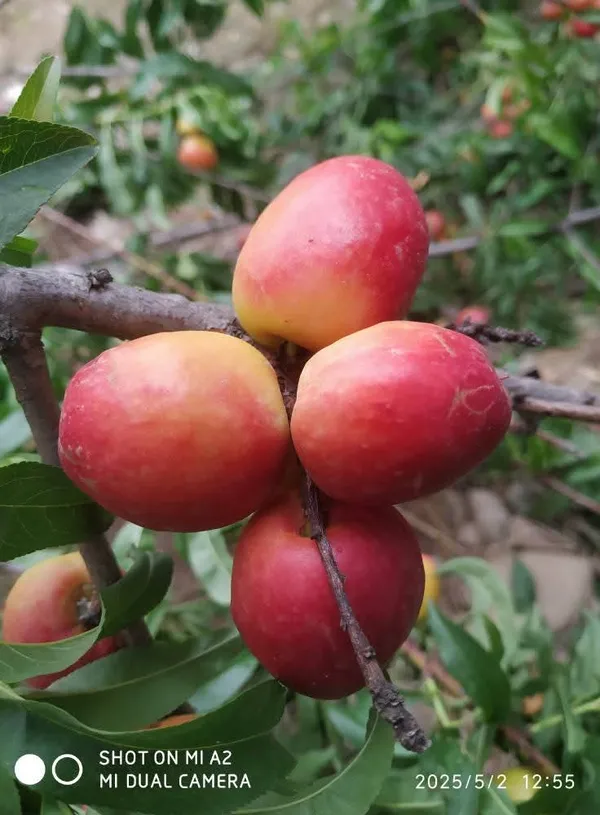 Well_Watered_Red_Peach_Plant_&_Tree_From_Greenery_Nursery_(1.5-3.5_Ft_Height)_For_Garden,_Pack_Of_1