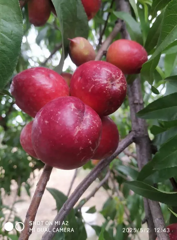 Well_Watered_Red_Peach_Plant_&_Tree_From_Greenery_Nursery_(1.5-3.5_Ft_Height)_For_Garden,_Pack_Of_1
