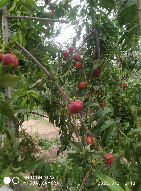 Well_Watered_Red_Peach_Plant_&_Tree_From_Greenery_Nursery_(1.5-3.5_Ft_Height)_For_Garden,_Pack_Of_1