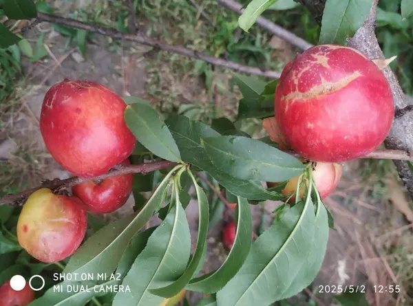 Well_Watered_Red_Peach_Plant_&_Tree_From_Greenery_Nursery_(1.5-3.5_Ft_Height)_For_Garden,_Pack_Of_1