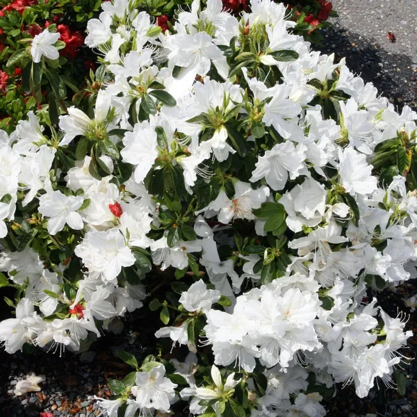 White_Azalea_Elegant_Flower_Plant_&_Tree_(1.5-3.5_Ft_Height)_For_Gardening,_Pack_Of_1