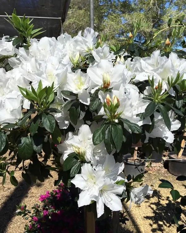 White_Azalea_Elegant_Flower_Plant_&_Tree_(1.5-3.5_Ft_Height)_For_Gardening,_Pack_Of_1