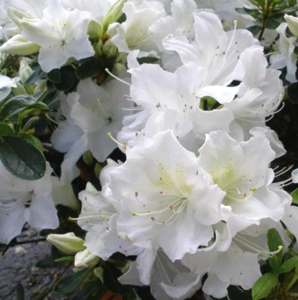 White_Azalea_Elegant_Flower_Plant_&_Tree_(1.5-3.5_Ft_Height)_For_Gardening,_Pack_Of_1