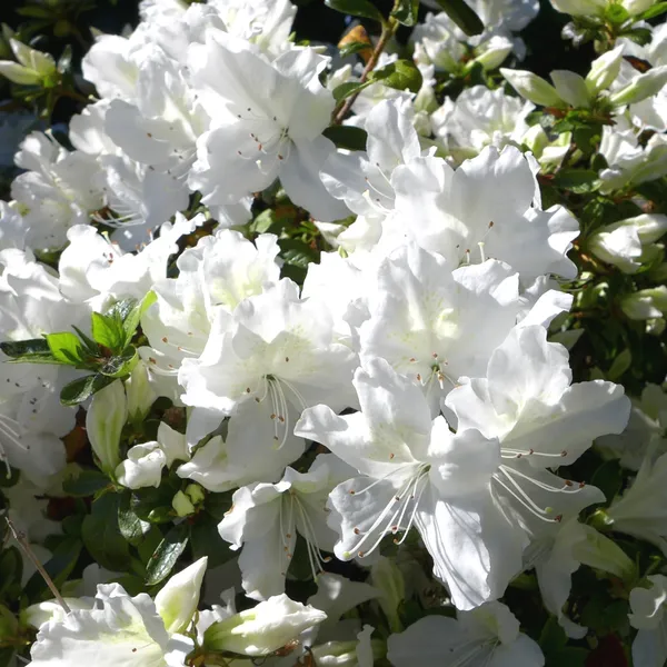 White_Azalea_Elegant_Flower_Plant_&_Tree_(1.5-3.5_Ft_Height)_For_Gardening,_Pack_Of_1