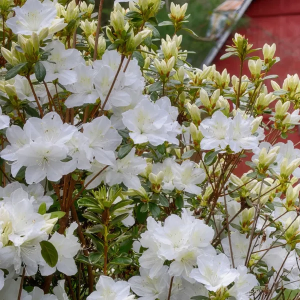White_Azalea_Elegant_Flower_Plant_&_Tree_(1.5-3.5_Ft_Height)_For_Gardening,_Pack_Of_1