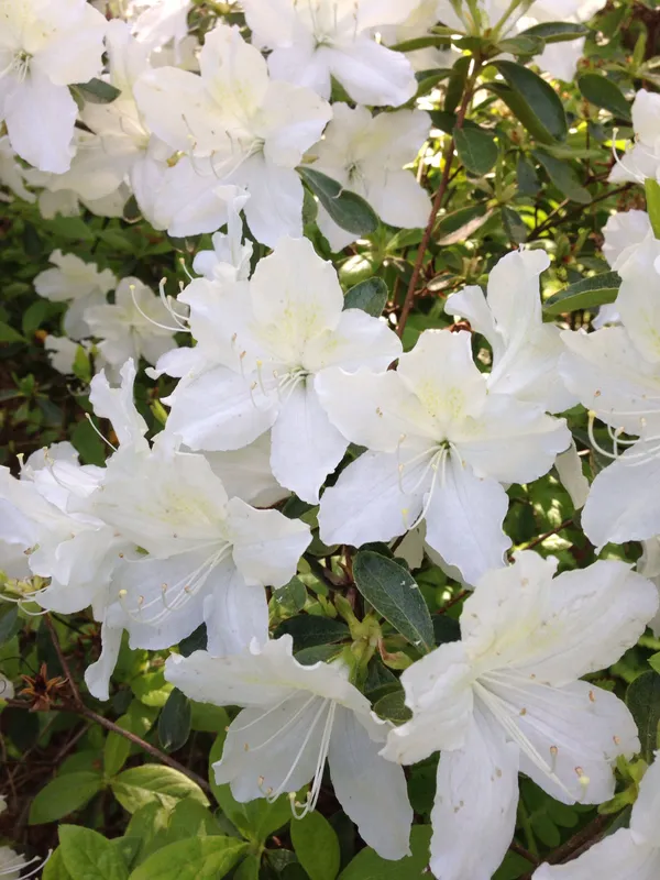 White_Azalea_Elegant_Flower_Plant_&_Tree_(1.5-3.5_Ft_Height)_For_Gardening,_Pack_Of_1