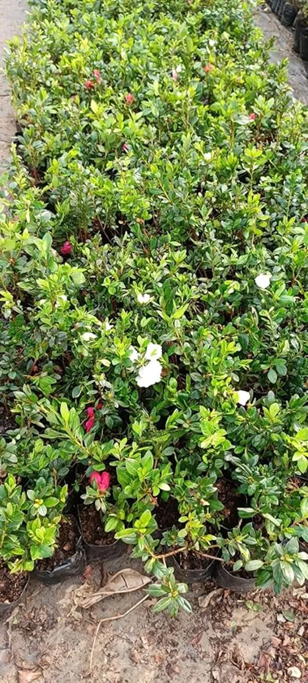 White_Azalea_Elegant_Flower_Plant_&_Tree_(1.5-3.5_Ft_Height)_For_Gardening,_Pack_Of_1