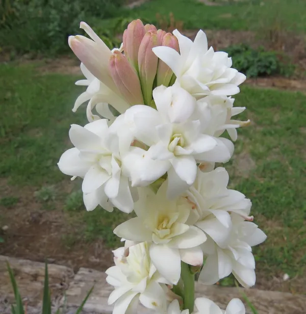 White_Beauty__Rajnigandha_Flower_Plant_Bulbs_For_Home_Garden_(Hybrid,_Pack_Of_1)