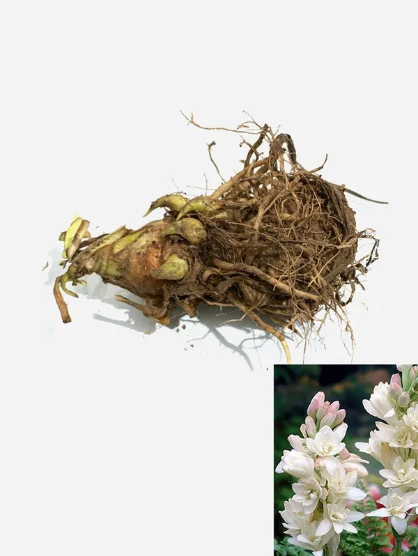 White_Beauty__Rajnigandha_Flower_Plant_Bulbs_For_Home_Garden_(Hybrid,_Pack_Of_1)
