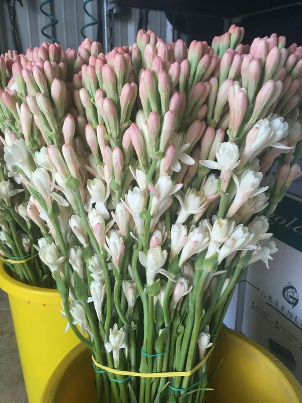 White_Beauty__Rajnigandha_Flower_Plant_Bulbs_For_Home_Garden_(Hybrid,_Pack_Of_1)