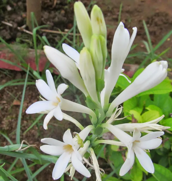 White_Beauty__Rajnigandha_Flower_Plant_Bulbs_For_Home_Garden_(Hybrid,_Pack_Of_1)