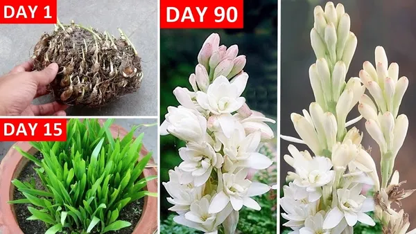 White_Beauty__Rajnigandha_Flower_Plant_Bulbs_For_Home_Garden_(Hybrid,_Pack_Of_1)