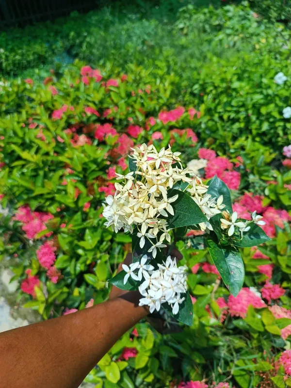 White_Ixora_Flowering_Plant_For_Enhance_Your_Home_&_Garden_Beauty,_Well_Watered_Ixora_Plant,_Pack_Of_1