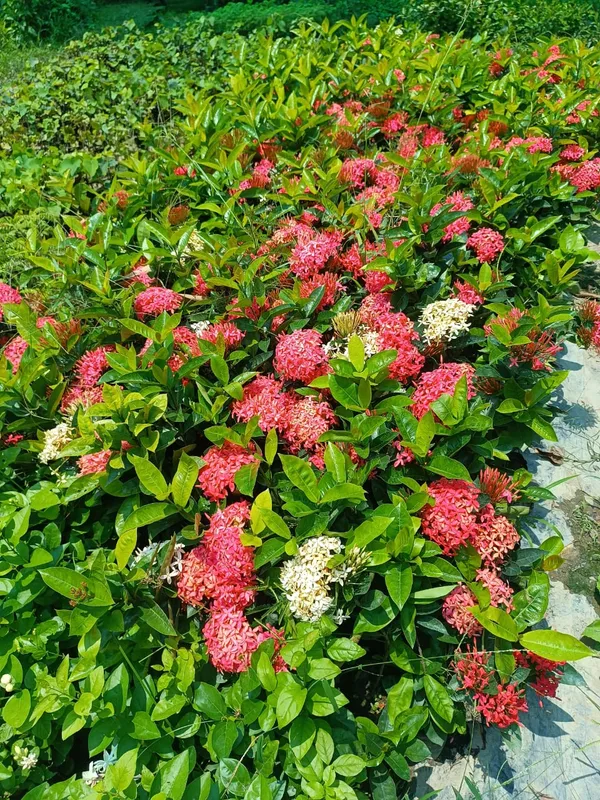 White_Ixora_Flowering_Plant_For_Enhance_Your_Home_&_Garden_Beauty,_Well_Watered_Ixora_Plant,_Pack_Of_1