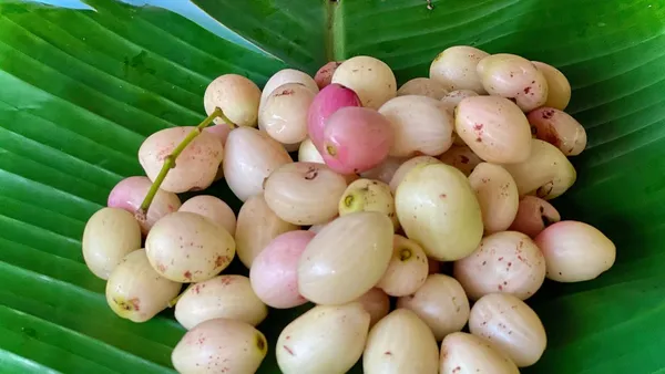 White_Jamun_Rare_Variety_Syzygium_Cumini/Jamun_Fruit_Plant_&_Tree_(1.5-3.5_Ft_Height)_For_Home_Garden,_Pack_Of_1