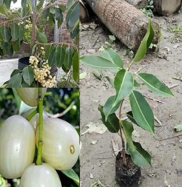 White_Jamun_Rare_Variety_Syzygium_Cumini/Jamun_Fruit_Plant_&_Tree_(1.5-3.5_Ft_Height)_For_Home_Garden,_Pack_Of_1