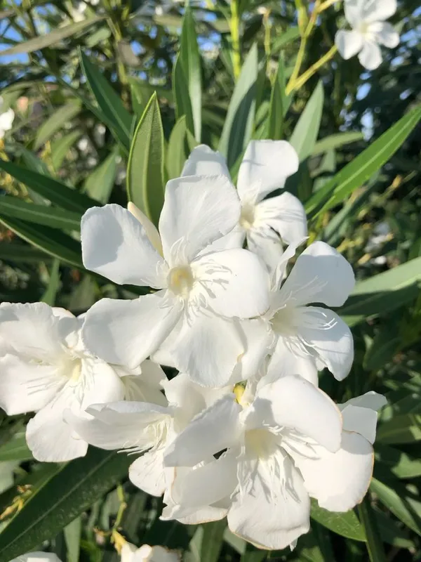 White_Oleander_(Safed_Kaner)_Plant_–_Hardy_Evergreen_Ornamental_Flowering_Shrub_for_Outdoor_Garden_&_Balcony