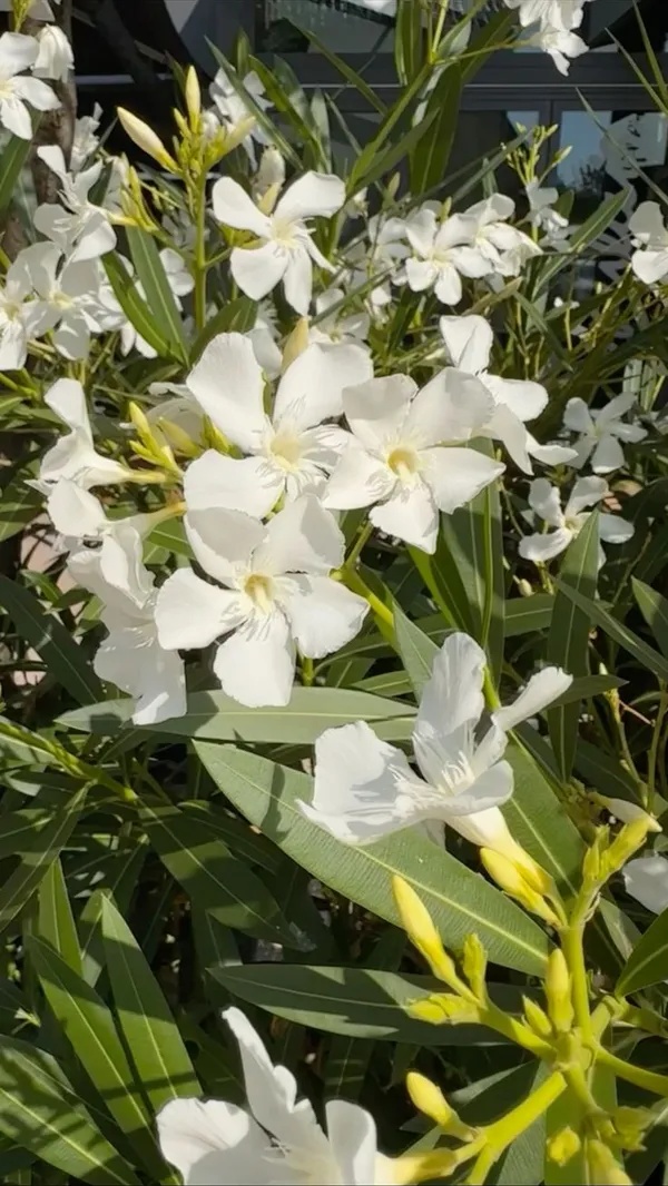White_Oleander_(Safed_Kaner)_Plant_–_Hardy_Evergreen_Ornamental_Flowering_Shrub_for_Outdoor_Garden_&_Balcony
