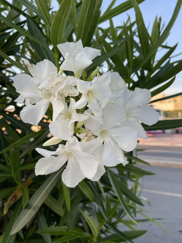 White_Oleander_(Safed_Kaner)_Plant_–_Hardy_Evergreen_Ornamental_Flowering_Shrub_for_Outdoor_Garden_&_Balcony