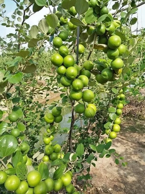 Thai_Hybrid_Jujube/Ber_Apple_Fruit_Plant_&_Tree_(1.5-3.5_Ft_Height)_For_Home_Garden,_Pack_Of_1