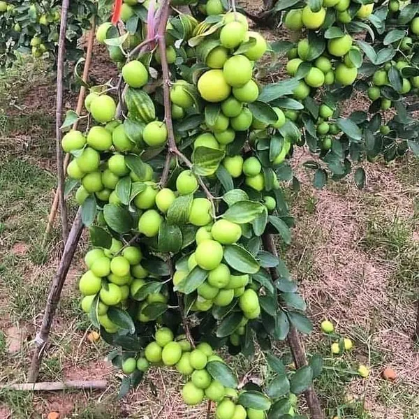 Thai_Hybrid_Jujube/Ber_Apple_Fruit_Plant_&_Tree_(1.5-3.5_Ft_Height)_For_Home_Garden,_Pack_Of_1