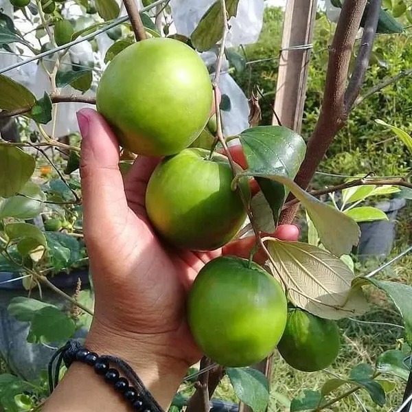 Thai_Hybrid_Jujube/Ber_Apple_Fruit_Plant_&_Tree_(1.5-3.5_Ft_Height)_For_Home_Garden,_Pack_Of_1