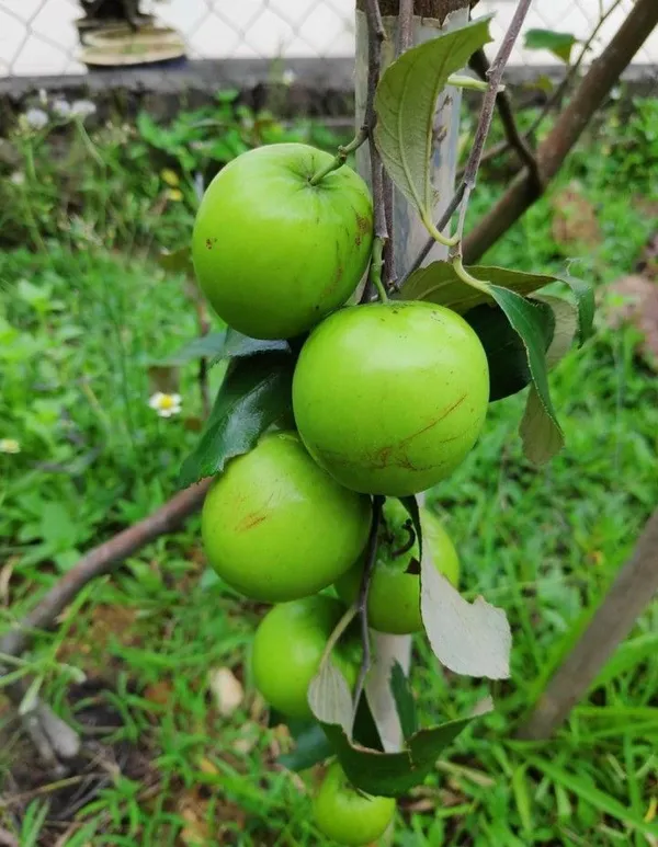 Thai_Hybrid_Jujube/Ber_Apple_Fruit_Plant_&_Tree_(1.5-3.5_Ft_Height)_For_Home_Garden,_Pack_Of_1