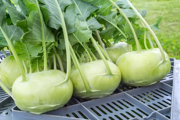 Greenery_Nursery®_Kohlrabi/Olkopi_Seeds_(20-40_Pieces)_For_Home_Gardening,_Pack_Of_1