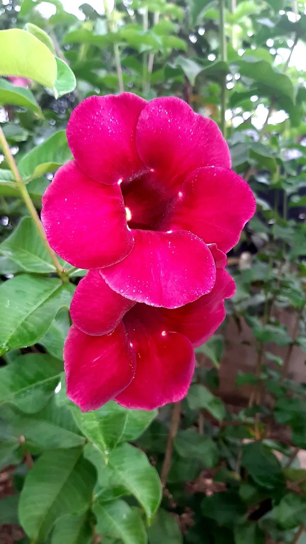 ALLAMANDA_RED_FLOWER__PLANT_(HEIGHT_1.5-FT_-_2-FT)_FOR_HOME_GARDEN,_PACK_OF_1